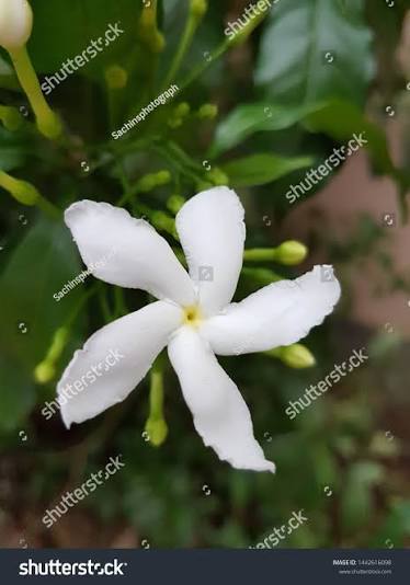white togar