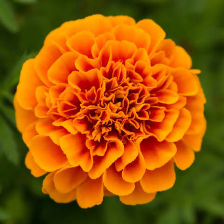 marigold